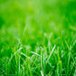 Kentucky Bluegrass Grass Seed ( Synonymous with the ideal lawn )