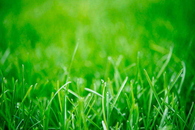 Kentucky Bluegrass Grass Seed ( Synonymous with the ideal lawn )