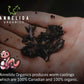Organic Annelida Vermicast ( Worm Castings )