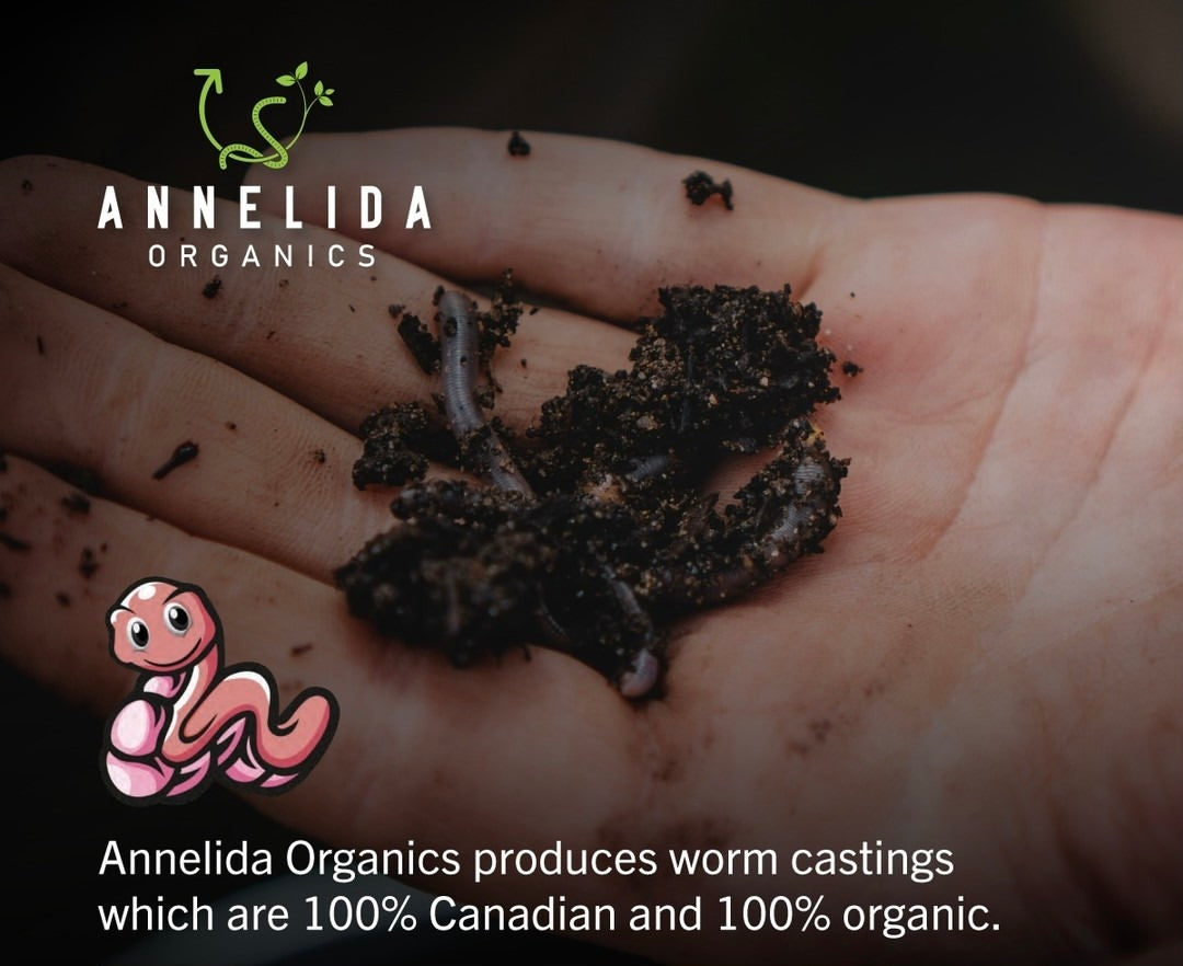 Organic Annelida Vermicast ( Worm Castings )