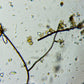 “GRO” Living Soil Amendment